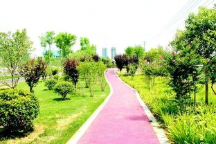 四季常綠三季有花，菏澤市桂陵路景觀帶美爆城市綠化新風尚