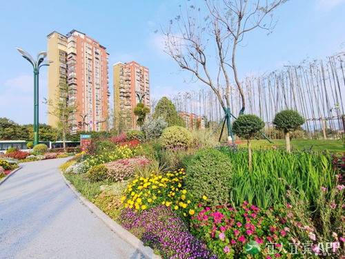 翠屏區 城市花海妝點幸福生活，精細管理提升綠化品質